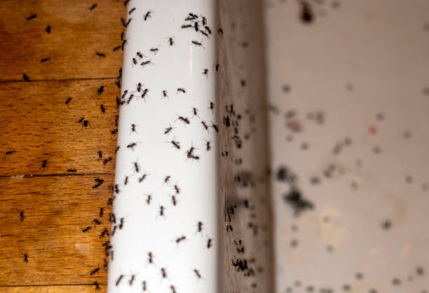 Best Pest Removal Services  in Great Falls, VA