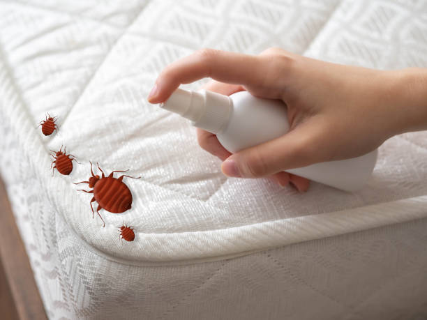 Best Local Pest Control Services  in Great Falls, VA